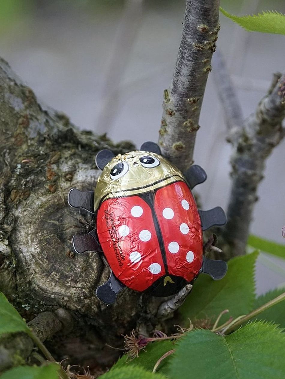 সীমিত সংস্করণ